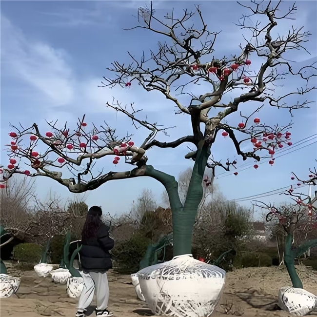 龙爪柿子树选购避坑指南：别让劣质苗毁了你的庭院梦