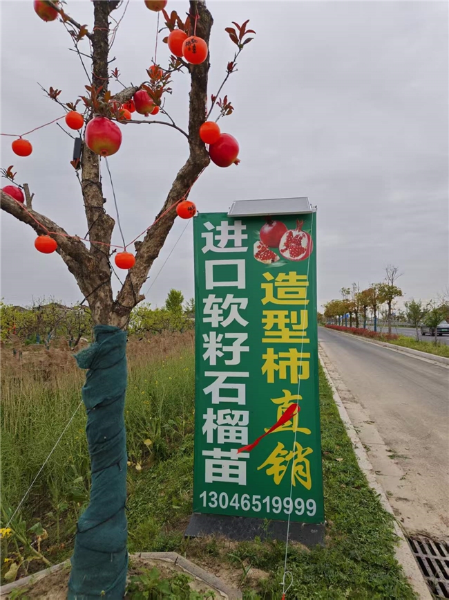 寻龙爪柿树遇困！造型柿树大世界联系方式难寻觅