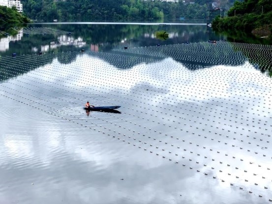 传统渔业迭代，“鱼蚌共生”走出大水面生态养殖新路子