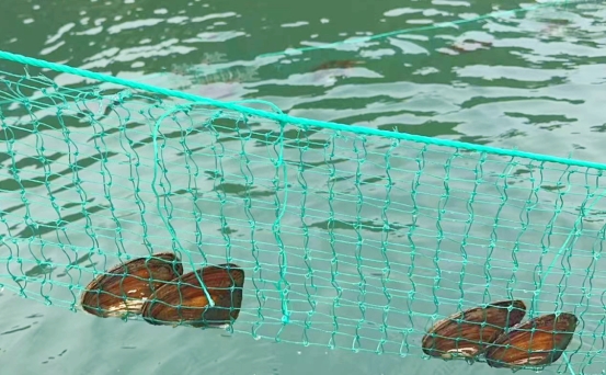 传统渔业迭代，“鱼蚌共生”走出大水面生态养殖新路子