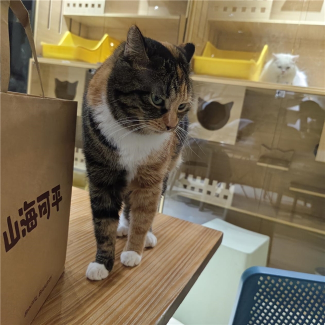 2026年猫粮选购指南：国产新价比品牌靠什么征服挑食猫猫？