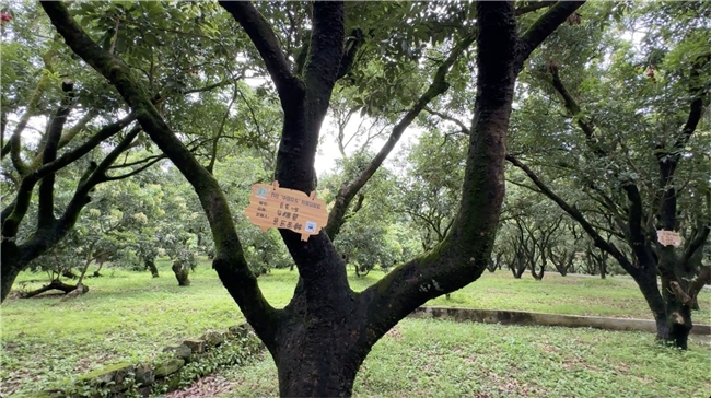 京东源头包销广东荔枝:24小时上高原,36小时到欧洲,助销目标同比翻倍