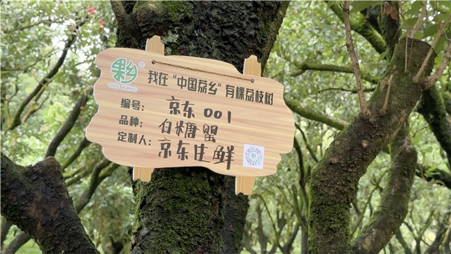 京东源头包销广东荔枝:24小时上高原,36小时到欧洲,助销目标同比翻倍