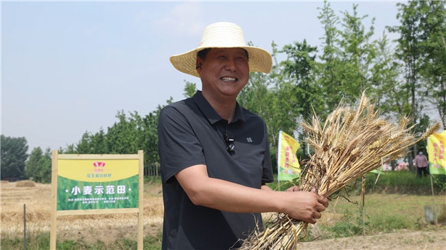 鲁花花生肽肥“一肥六效”诠释农业新质生产力——鲁花花生蛋白肽肥小麦应用技术现场观摩交流会观察